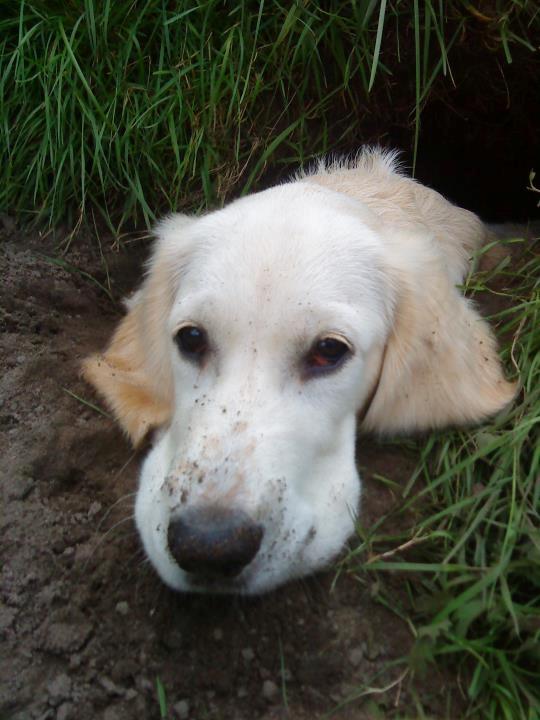 Blanding af racer Fernando billede 13