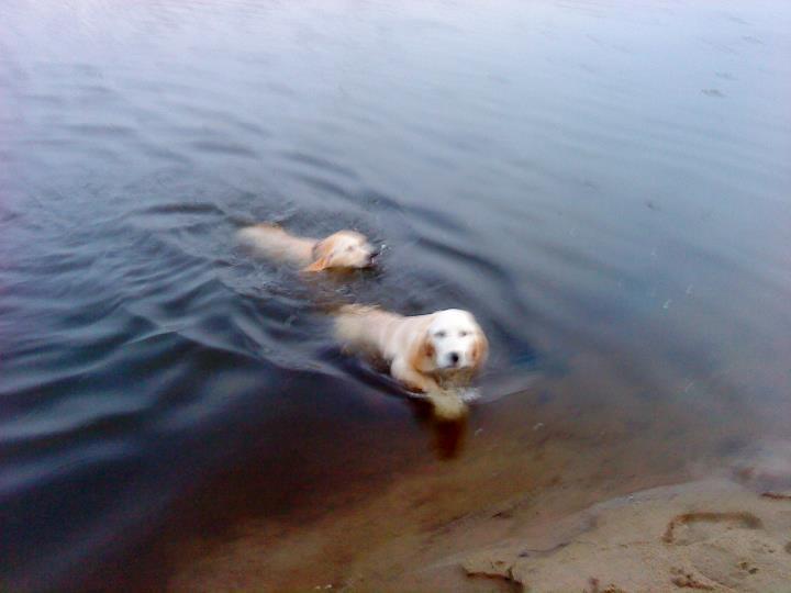 Blanding af racer Fernando billede 15