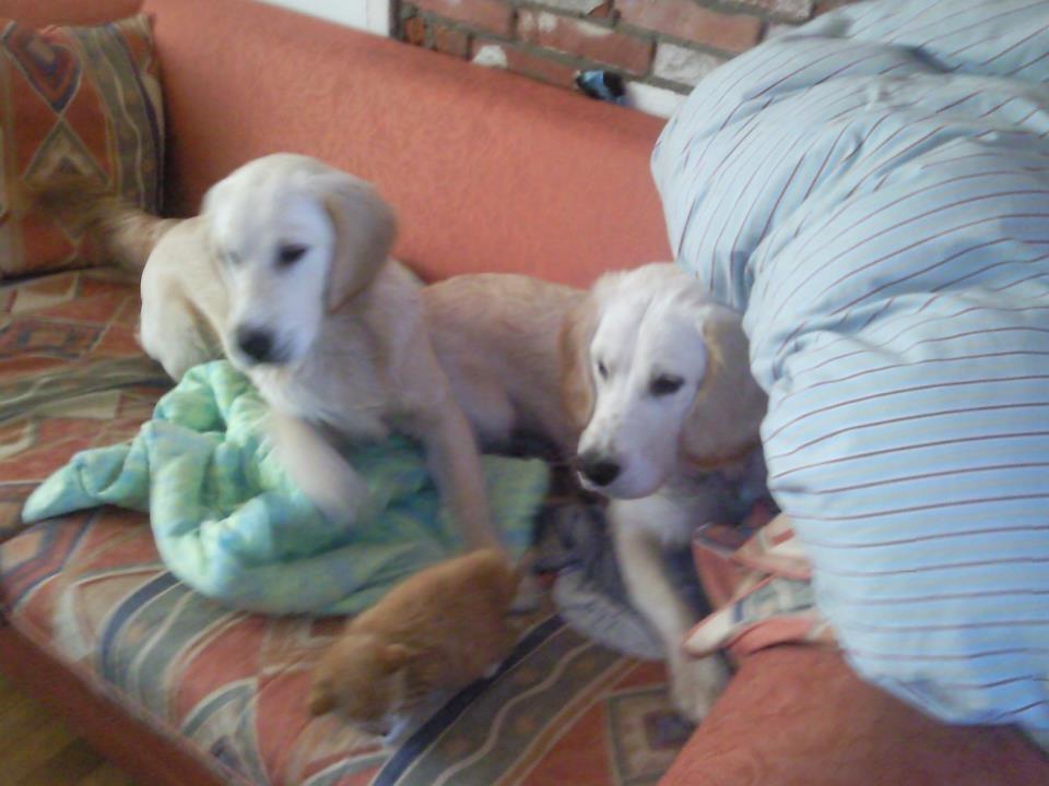 Blanding af racer Fernando - Ham og hans helbror billede 16