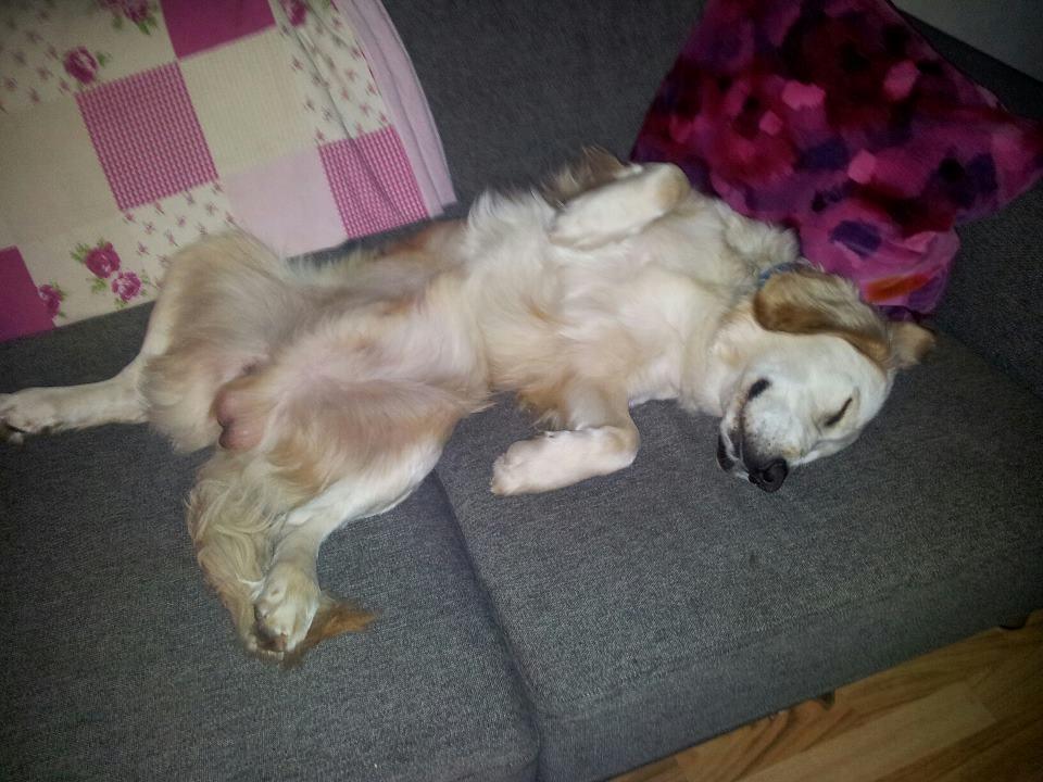 Blanding af racer Fernando billede 18