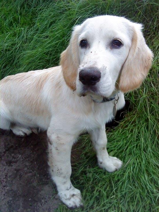 Blanding af racer Fernando billede 19