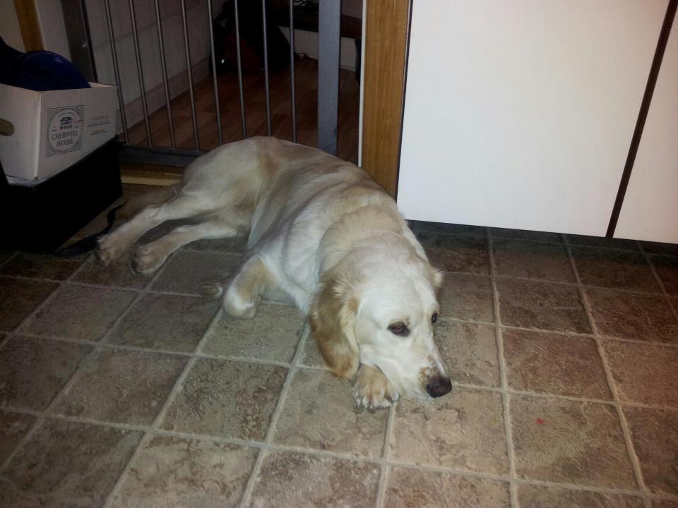 Blanding af racer Fernando billede 20