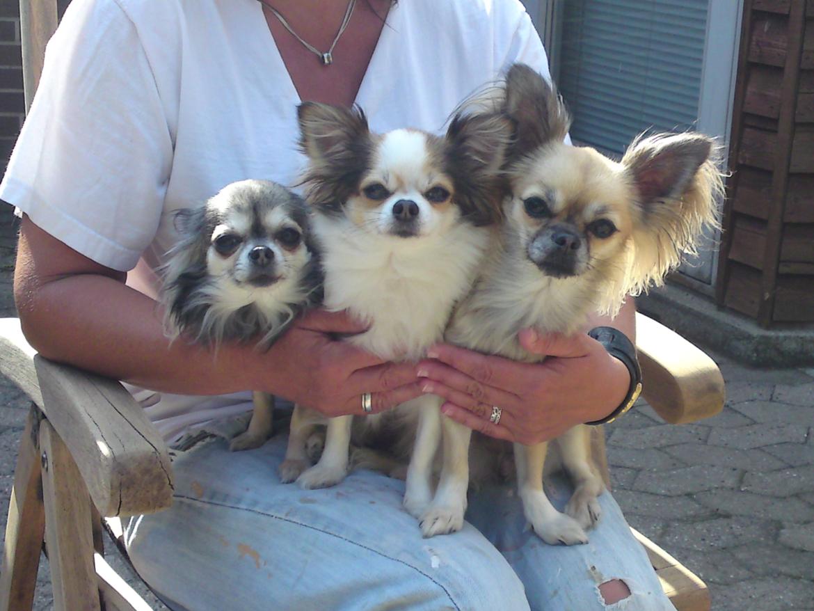 Chihuahua Micka - Micka'trold til højre,
Veninden Lucky i midten,
Veninden Demi til venstre.
Hos bedste ;)  billede 4