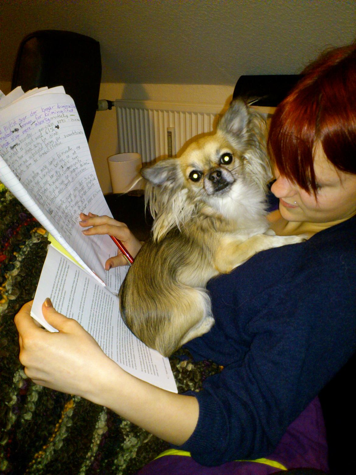 Chihuahua Micka - Micka hjælper med lektierne ;) <3 billede 2