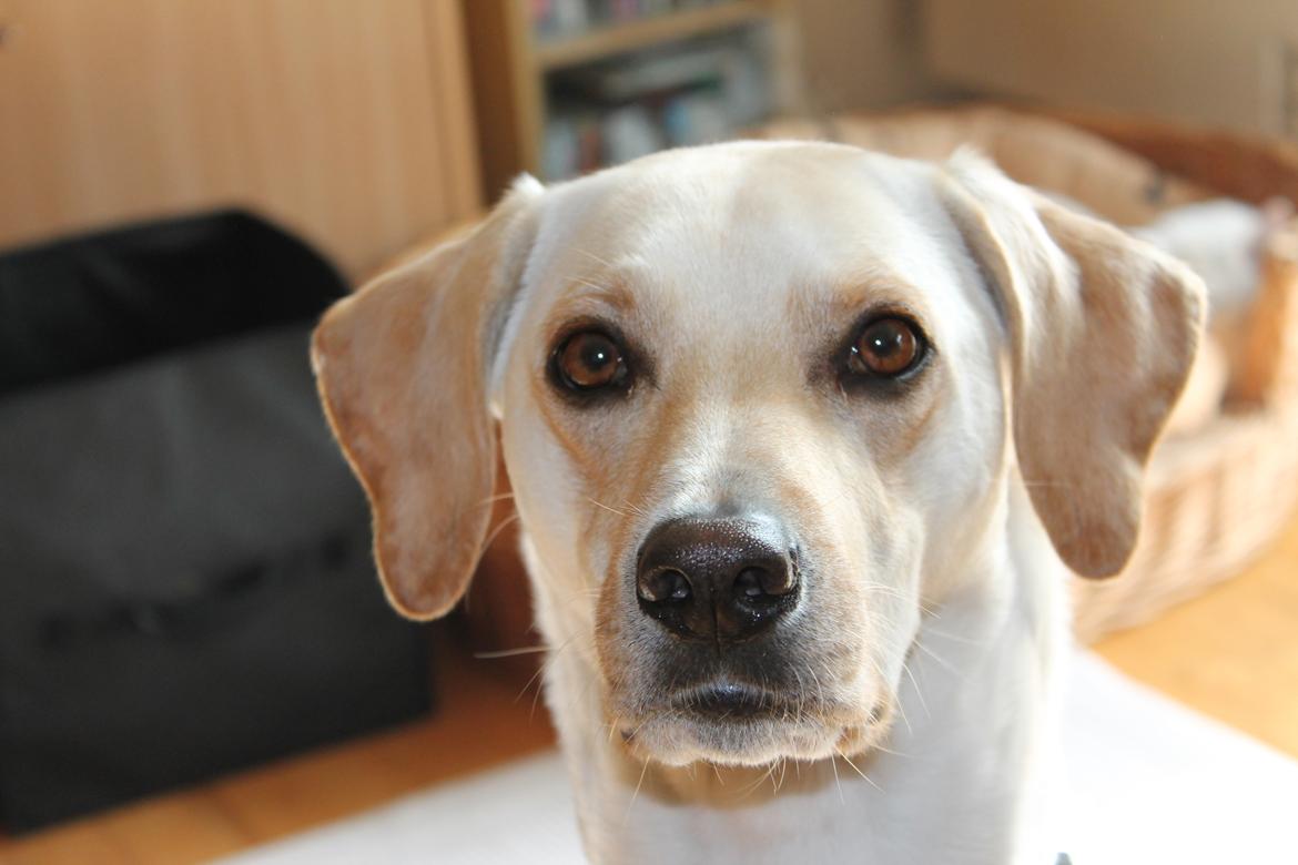 Blanding af racer Freja - 28/3 - 12 billede 8