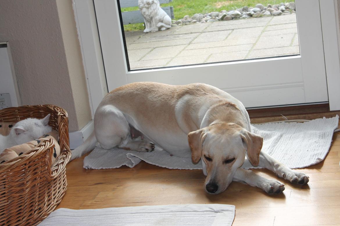 Blanding af racer Freja - 28/3 - 12 billede 9