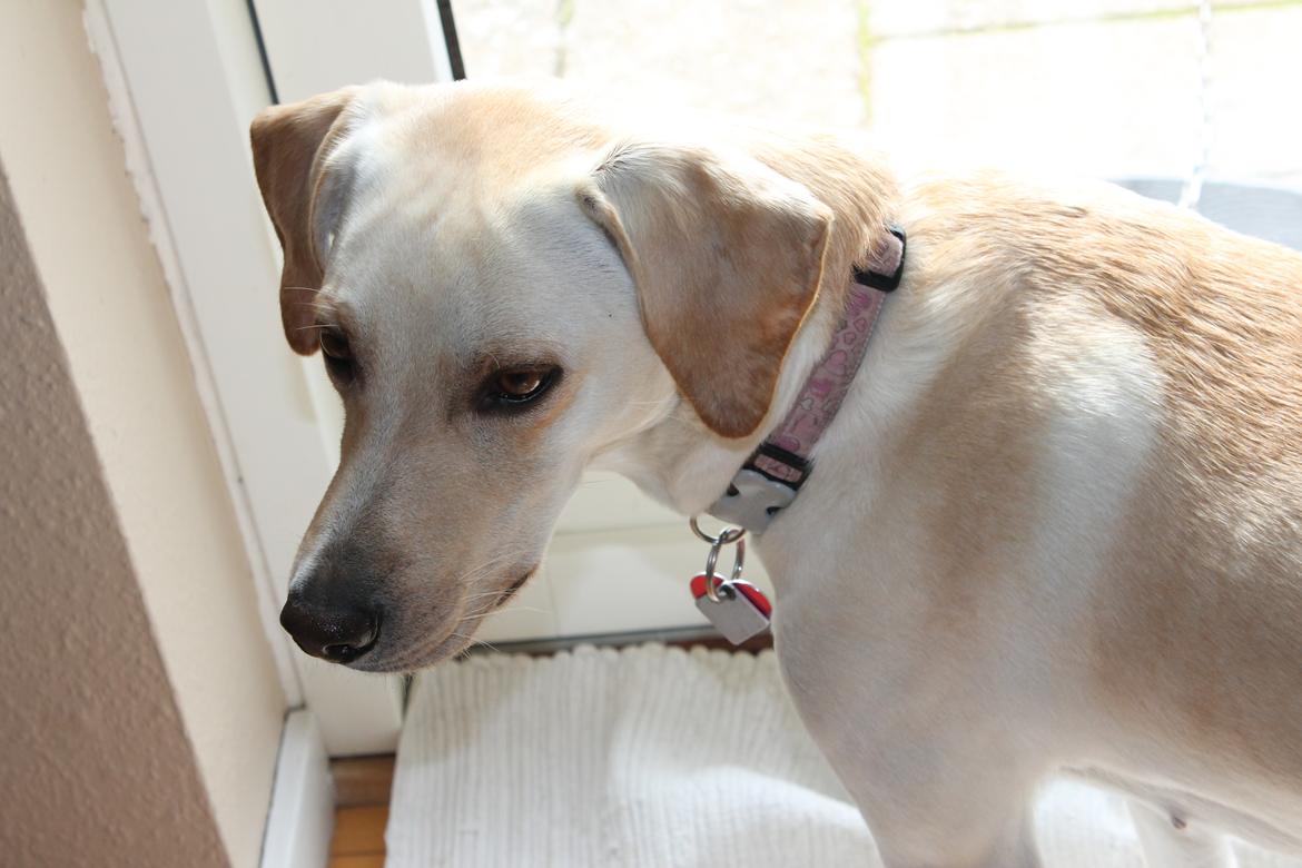 Blanding af racer Freja - 28/3 - 12 billede 10