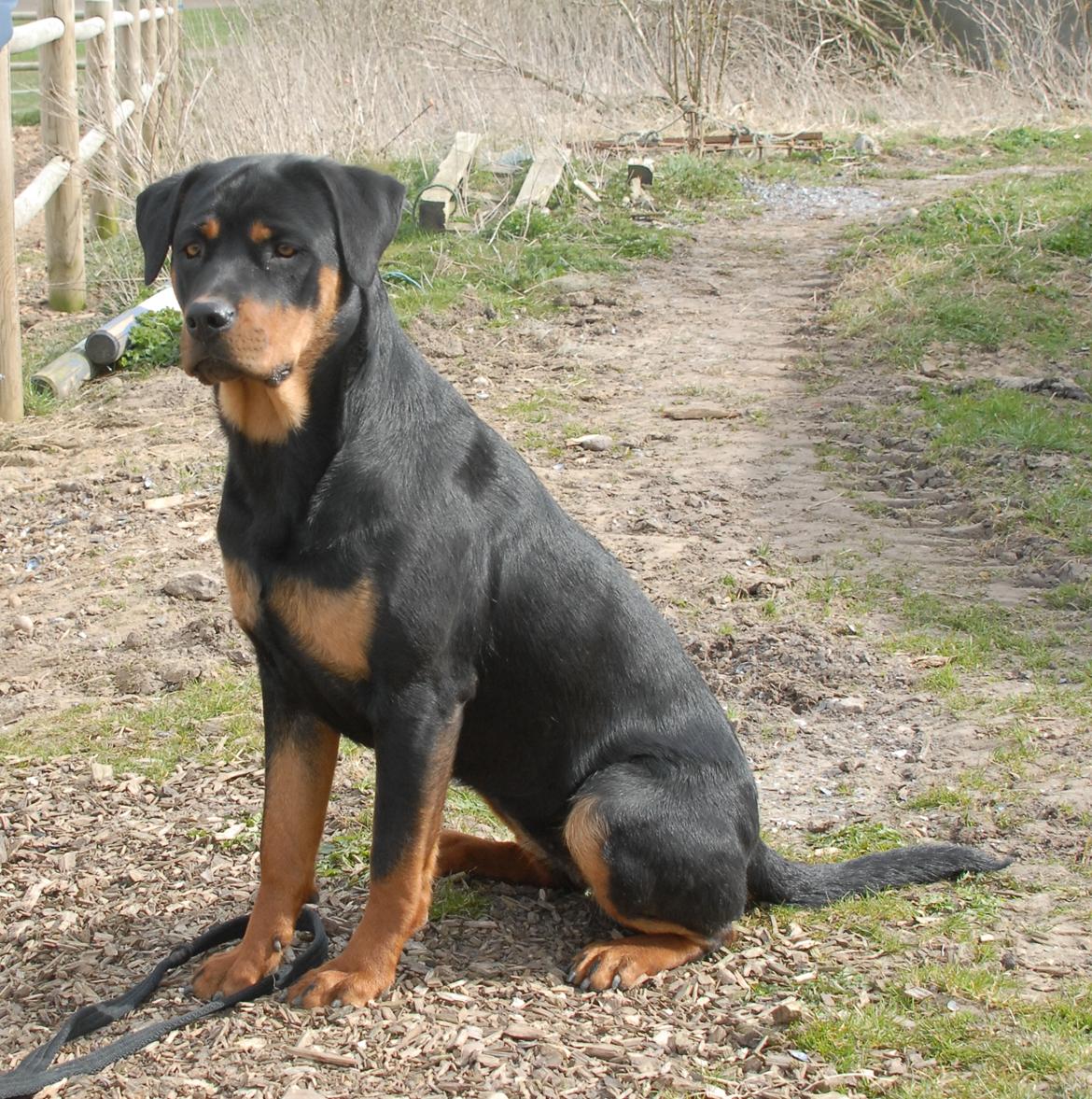 Rottweiler Bailey - 1 år billede 12