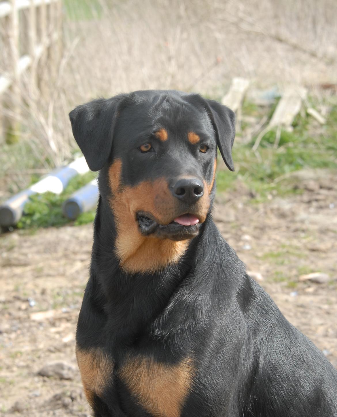 Rottweiler Bailey billede 1