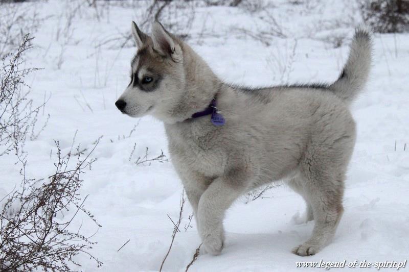 Siberian husky Free Soul of Legend of the Spirit "Nuggi" - Free Soul of Legend of the Spirit "Nuggi", 9 uger gammel billede 1