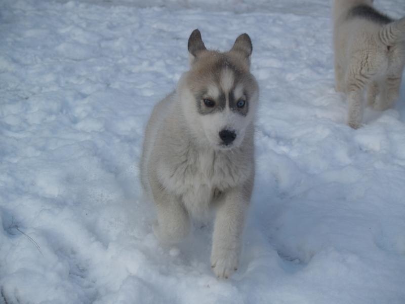 Siberian husky Free Soul of Legend of the Spirit "Nuggi" - Free Soul ca. 8 uger gammel (fra kennel Legend of the Spirit) billede 2