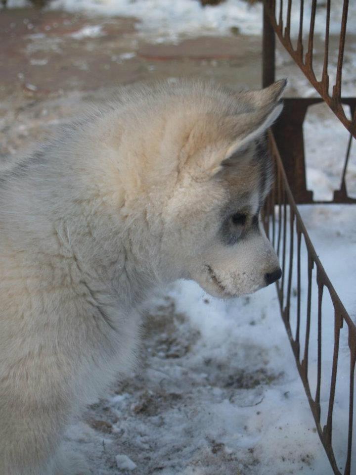 Siberian husky Free Soul of Legend of the Spirit "Nuggi" - Free Soul (Nuggi) ca. 8 uger gammel billede 3