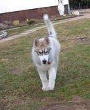 Siberian husky Free Soul of Legend of the Spirit "Nuggi" - Free Soul "Nuggi", ca. 12 uger gammel billede 5