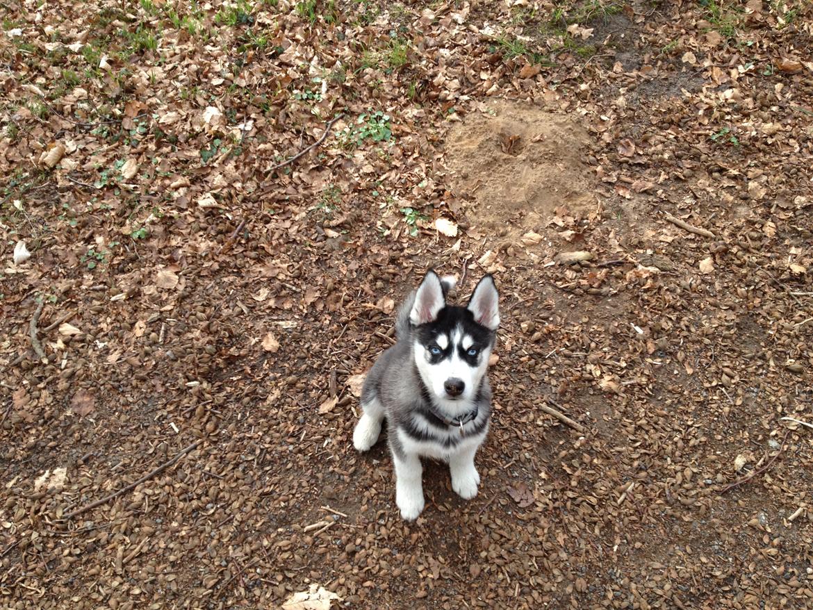 Siberian husky Dansa - jeg elsker skoven  billede 13