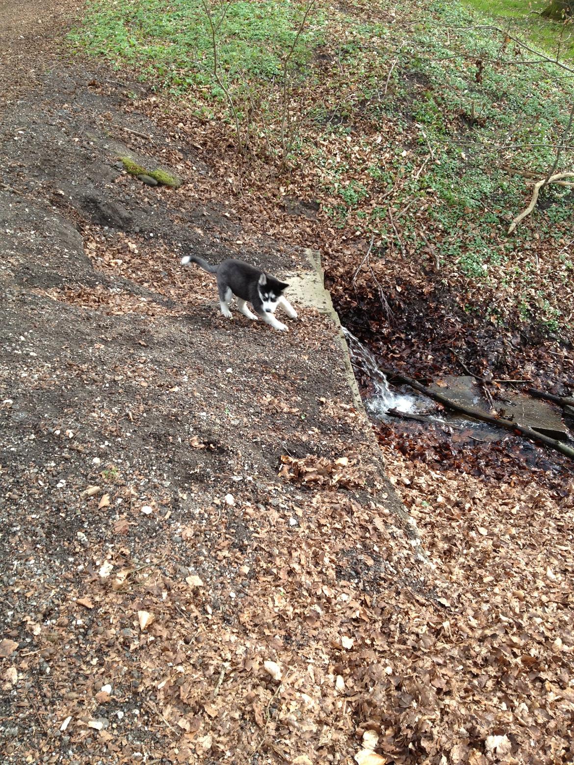 Siberian husky Dansa - uhh vand løb  billede 12