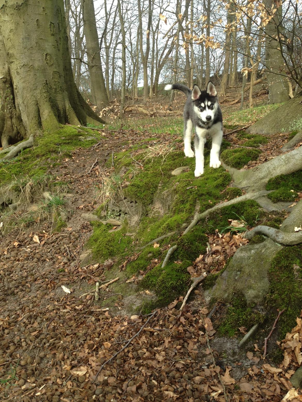Siberian husky Dansa - tur i skoven  billede 5