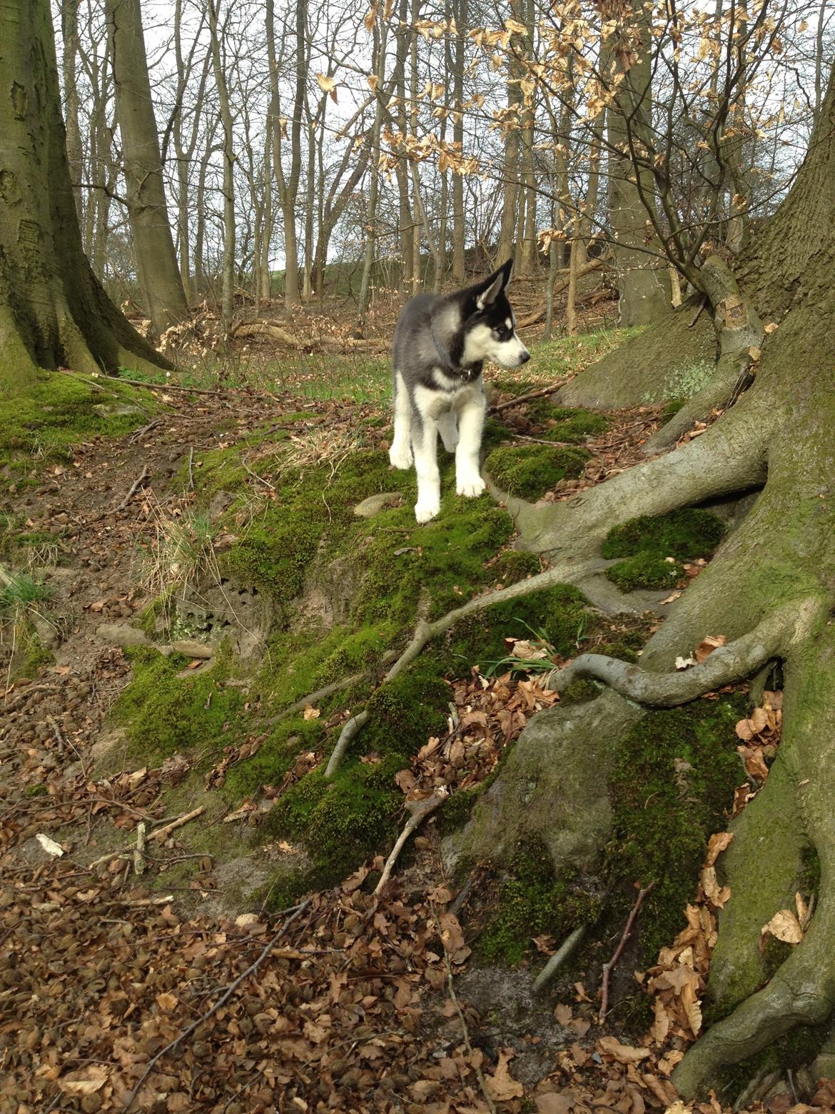 Siberian husky Dansa - spændende billede 9