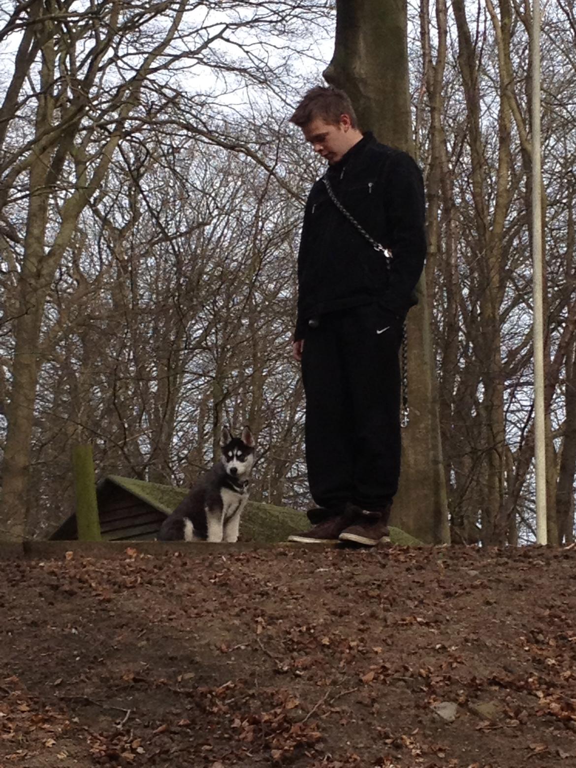 Siberian husky Dansa - ;) billede 11