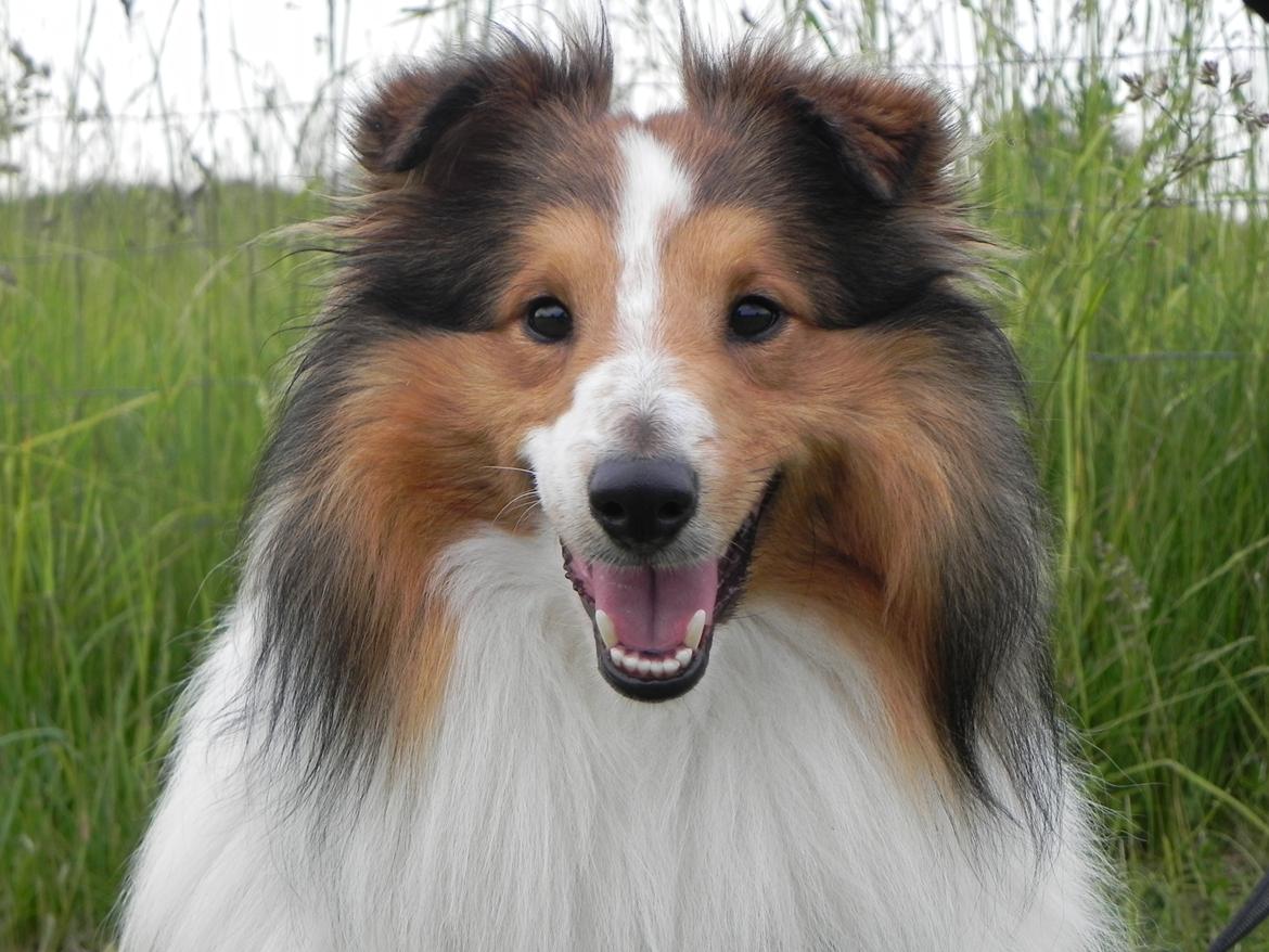 Shetland sheepdog Moses, kaldet Mo - Man kan da kun blive glad, når man ser ind i de øjne. billede 6
