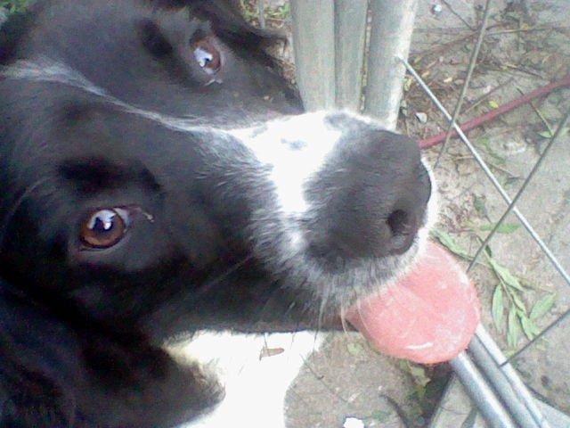 Engelsk springer spaniel coco billede 2