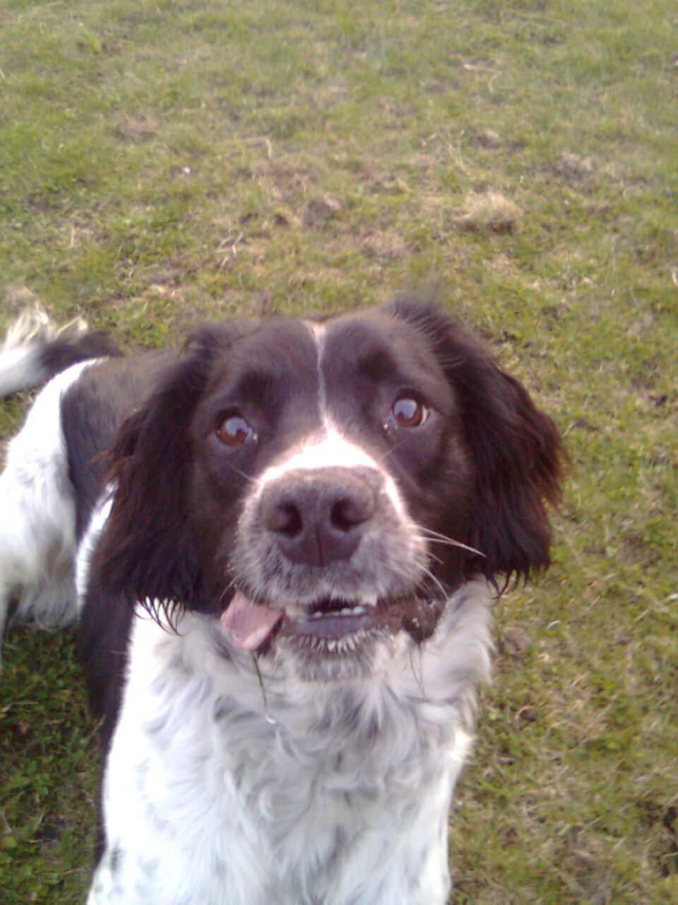Engelsk springer spaniel coco billede 3