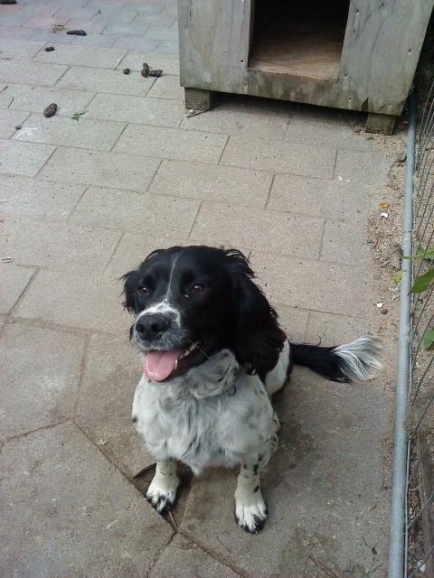 Engelsk springer spaniel coco billede 4