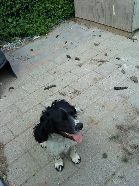 Engelsk springer spaniel coco billede 5