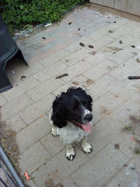 Engelsk springer spaniel coco billede 6