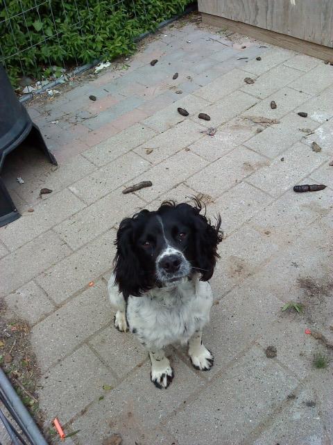 Engelsk springer spaniel coco billede 7