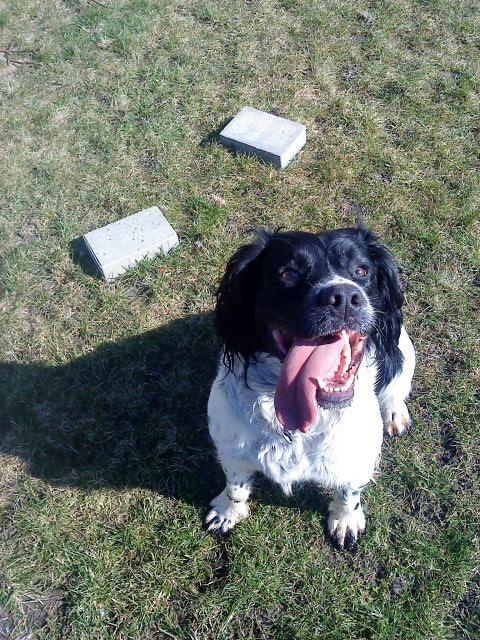 Engelsk springer spaniel coco billede 8