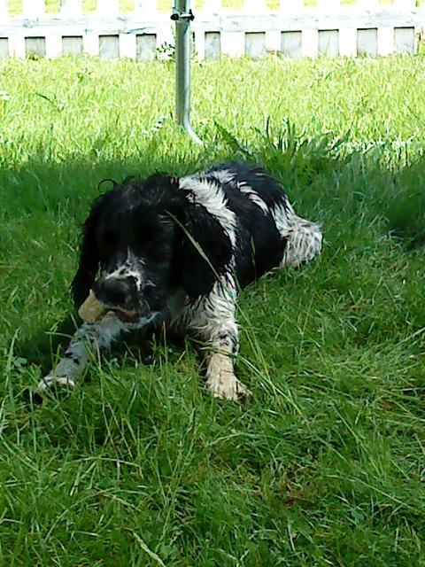 Engelsk springer spaniel coco billede 9