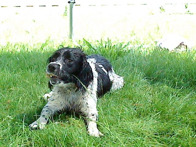 Engelsk springer spaniel coco billede 10