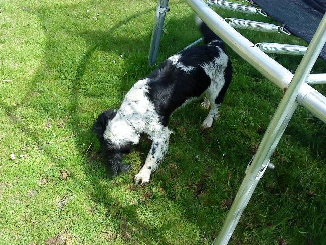 Engelsk springer spaniel coco billede 11