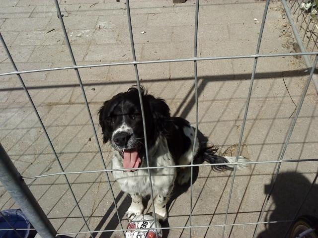 Engelsk springer spaniel coco billede 12