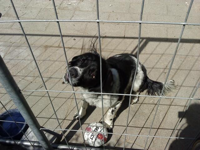 Engelsk springer spaniel coco billede 13
