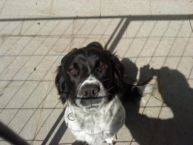 Engelsk springer spaniel coco billede 14