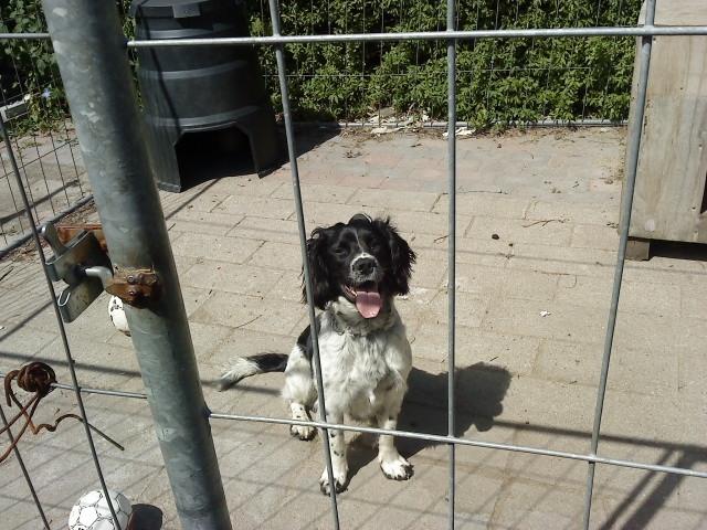 Engelsk springer spaniel coco billede 15