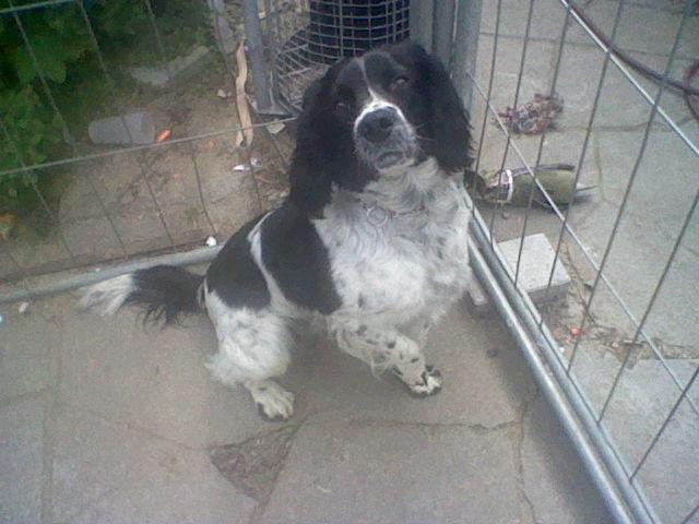 Engelsk springer spaniel coco billede 16