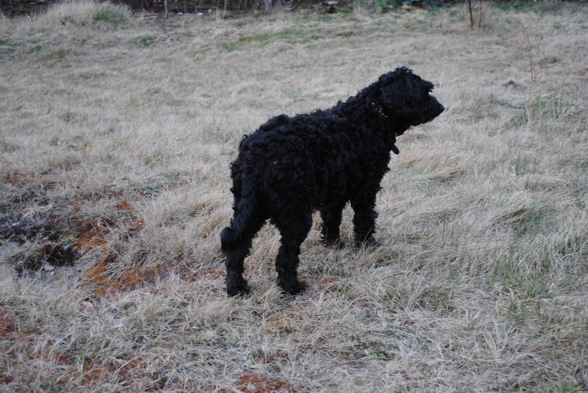 Blanding af racer <Pom Frida> - 3 April 2012
 billede 10