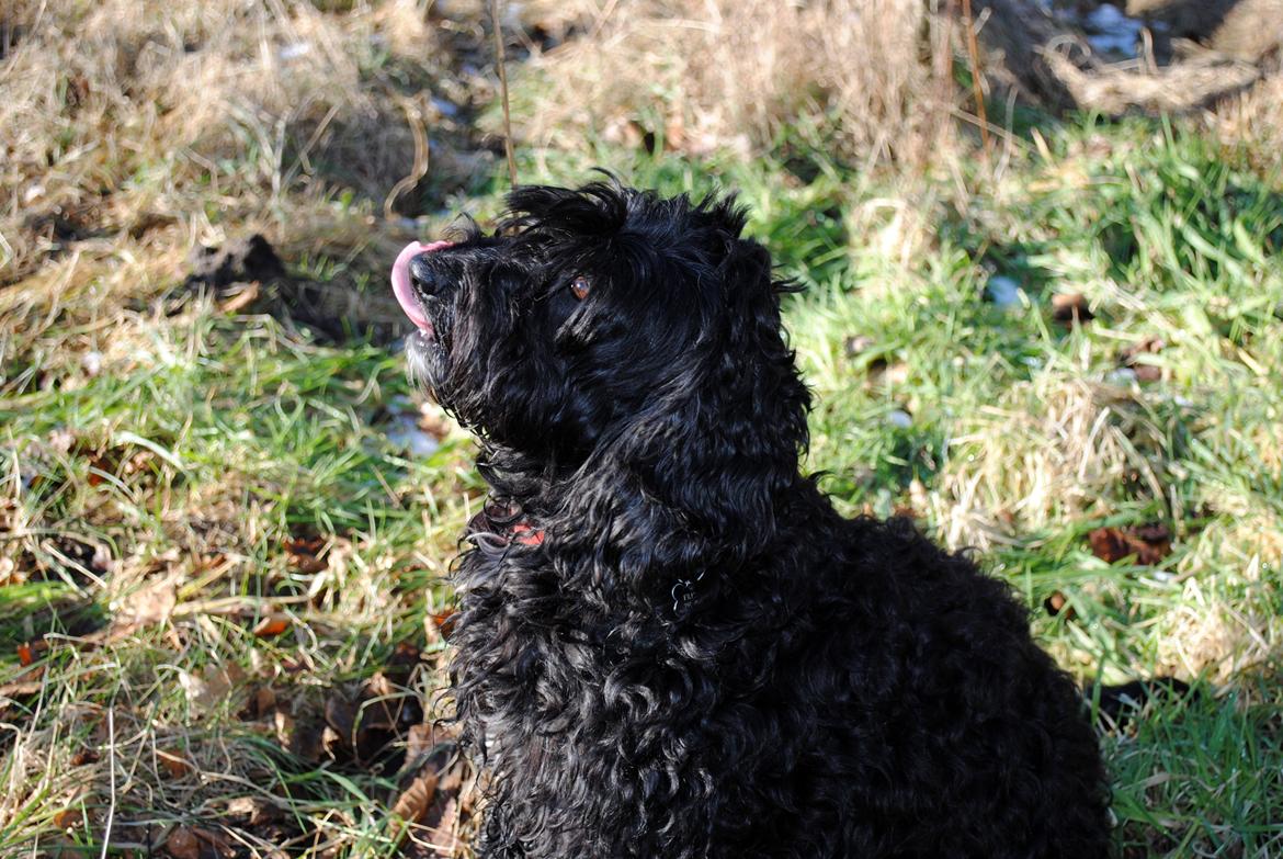 Blanding af racer <Pom Frida> billede 8