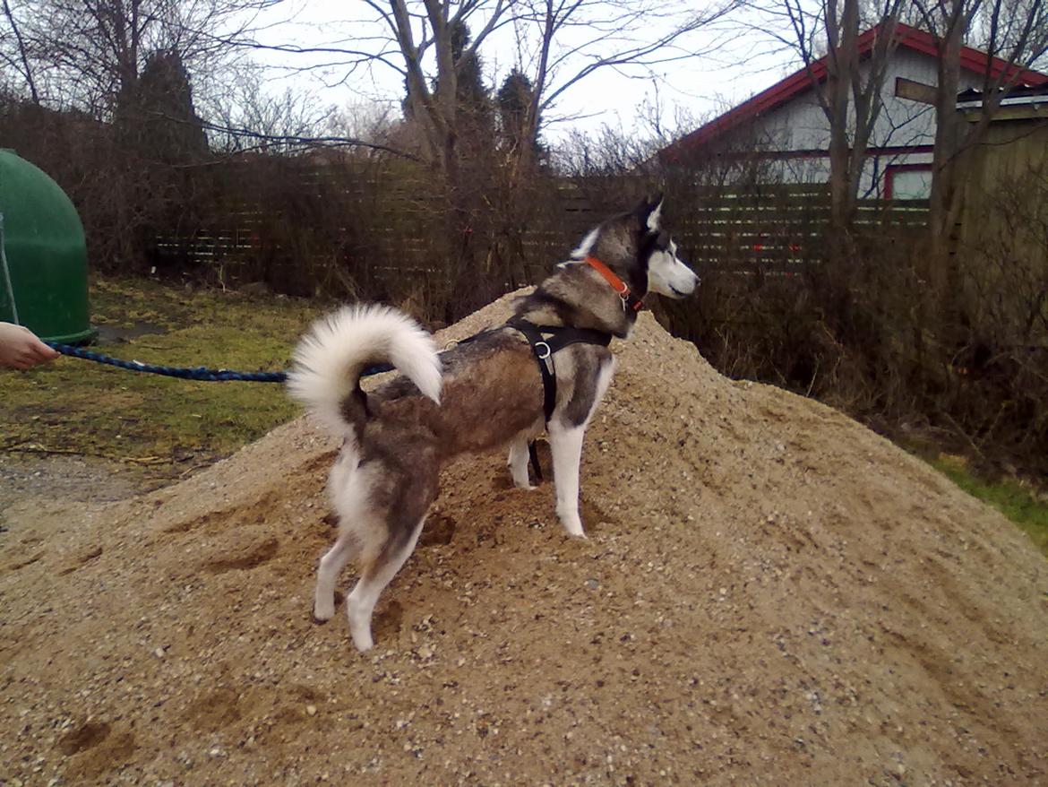 Siberian husky nala billede 3