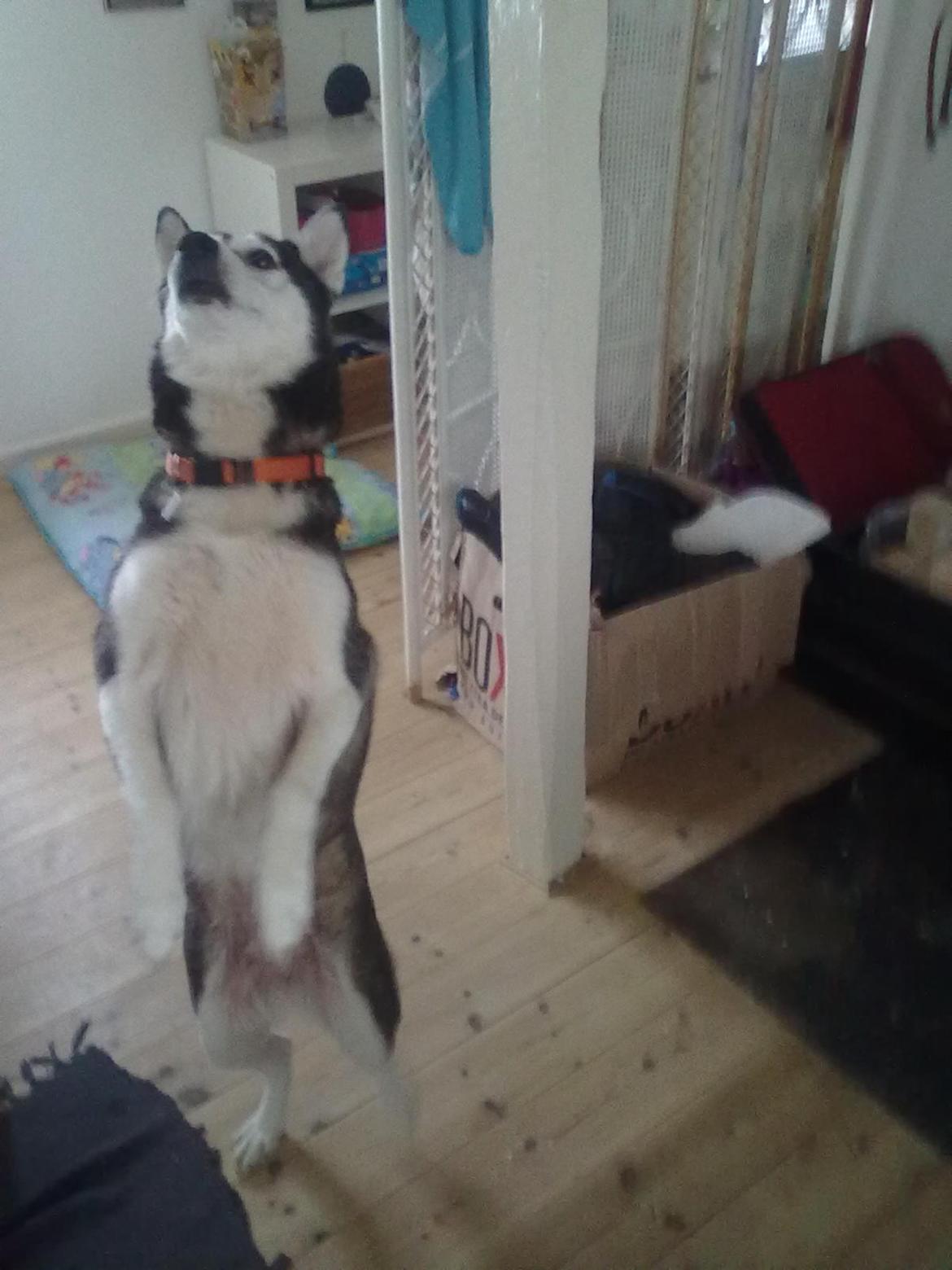 Siberian husky nala billede 5