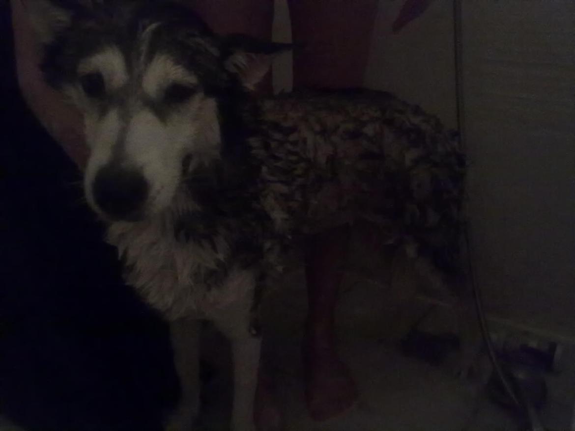 Siberian husky nala billede 8