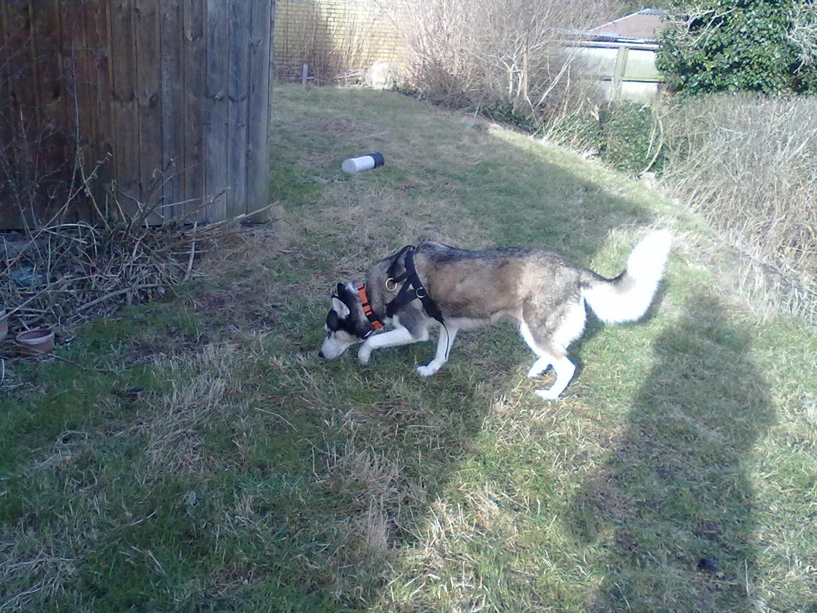 Siberian husky nala billede 9