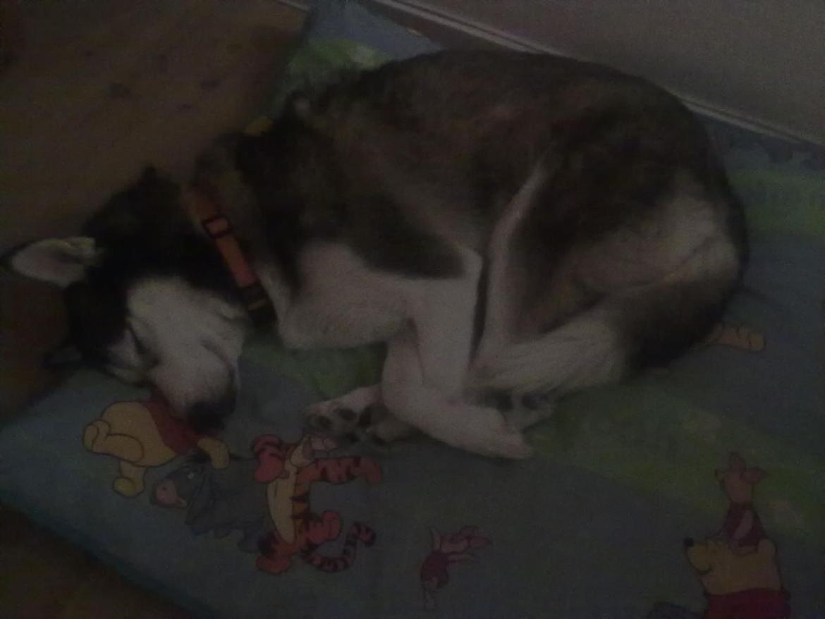 Siberian husky nala billede 10