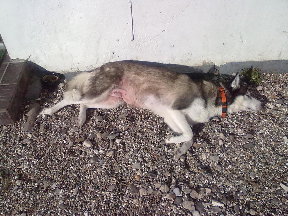 Siberian husky nala billede 11