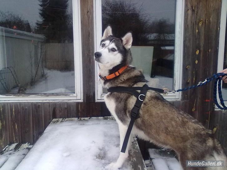 Siberian husky nala billede 12