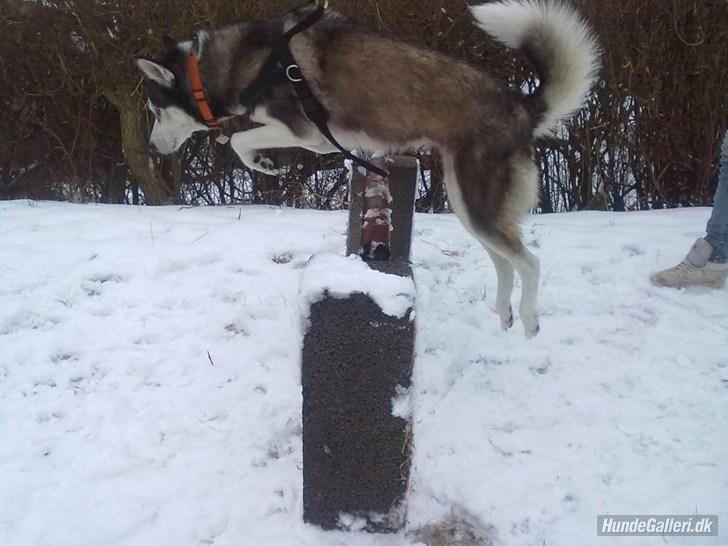 Siberian husky nala billede 6
