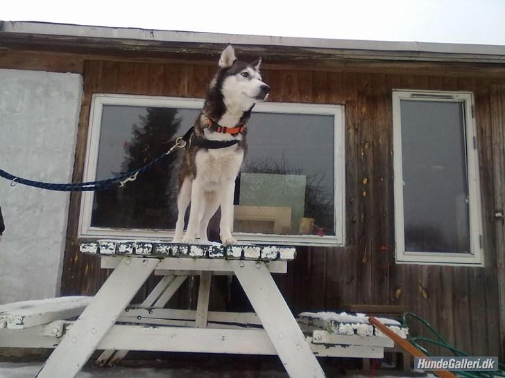 Siberian husky nala billede 4