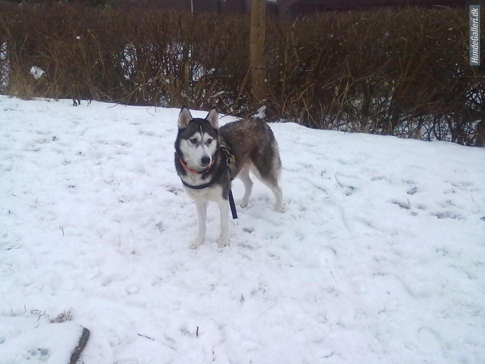 Siberian husky nala billede 7